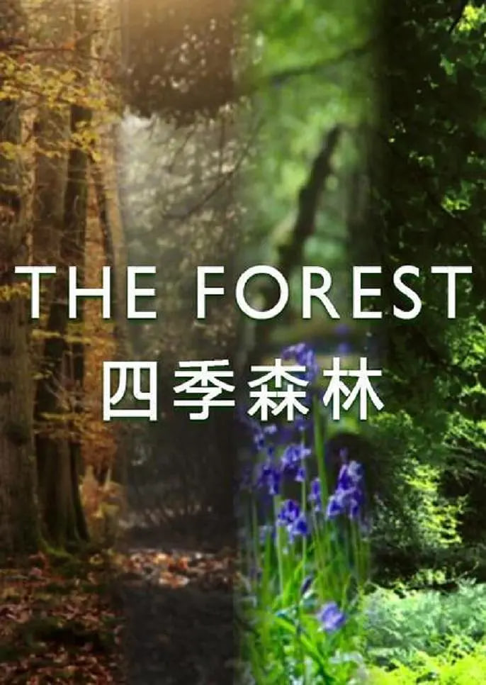 四季森林1